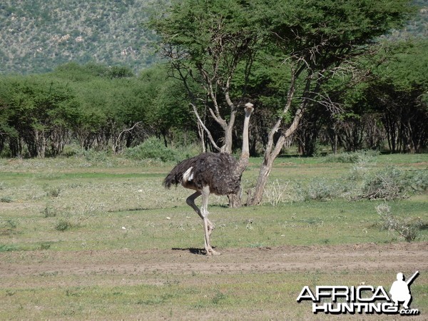 Ostrich Namibia