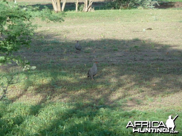 Francolin Namibia