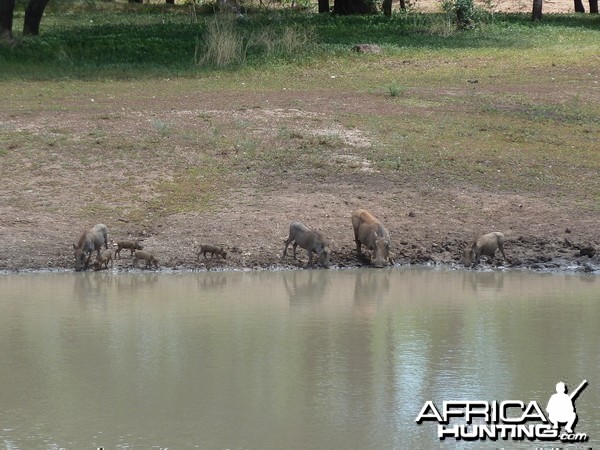 Warthog Namibia