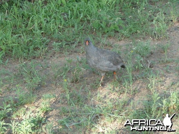 Francolin Namibia