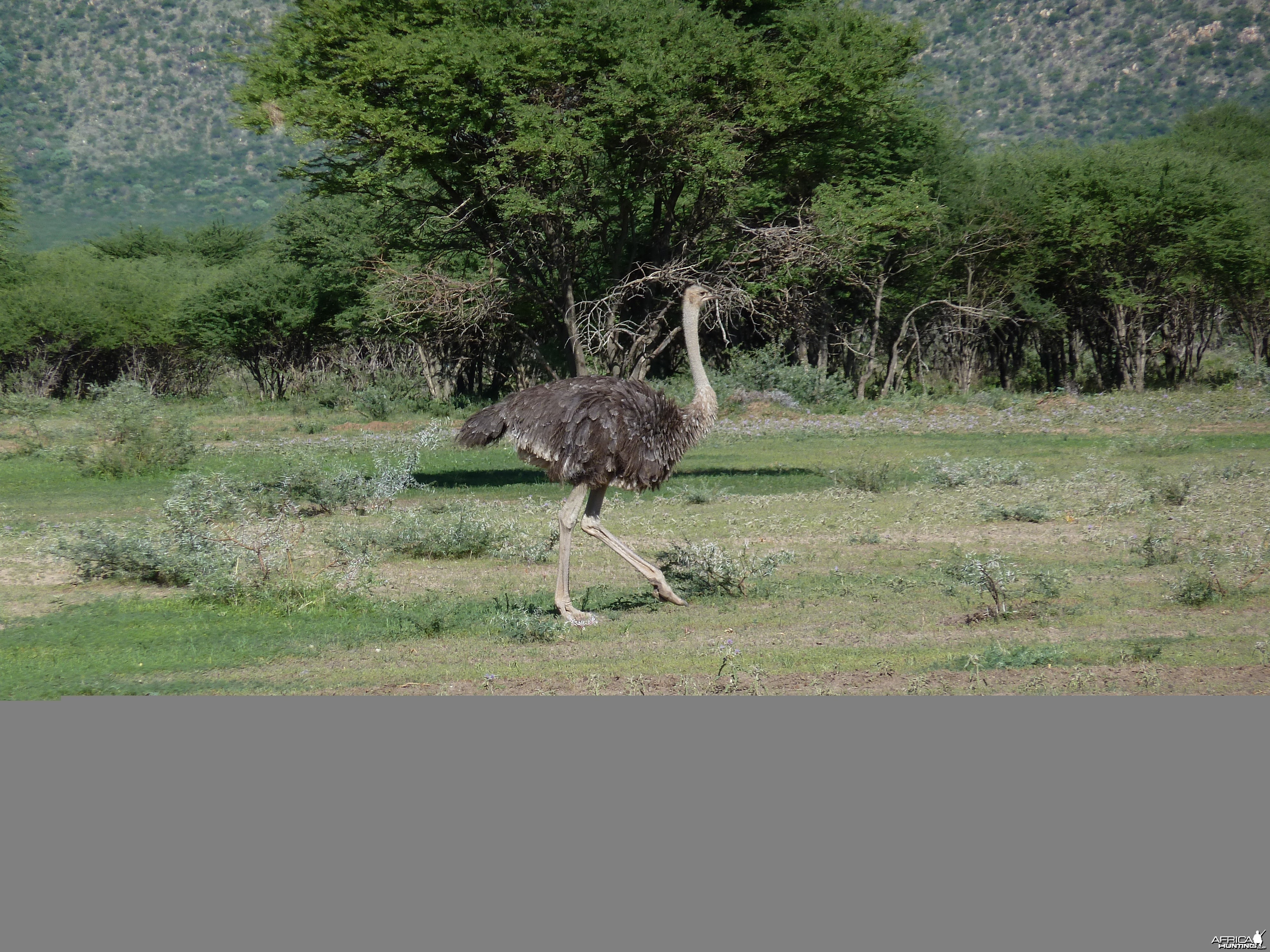 Ostrich Namibia