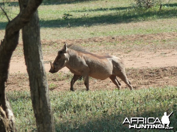 Warthog Namibia