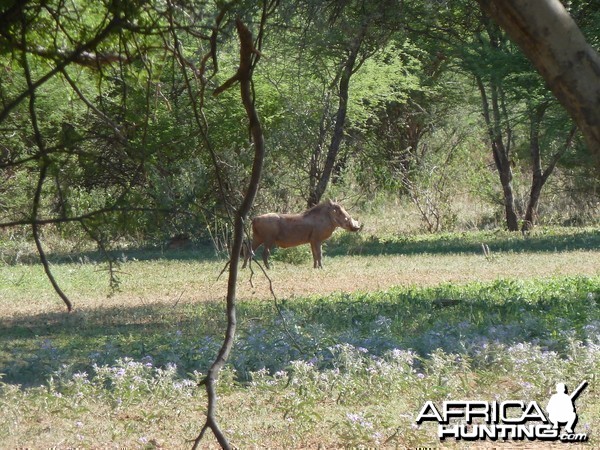 Warthog Namibia