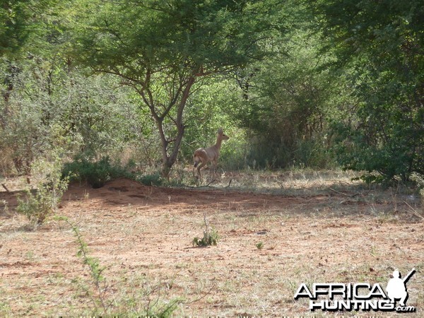 Steenbok Namibia