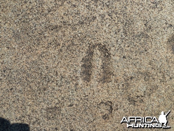 Animal tracks in the rock in Namibia