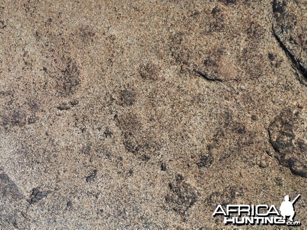 Lion tracks in the rock in Namibia