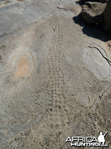 Bushmen rock engraving of playing game in Namibia