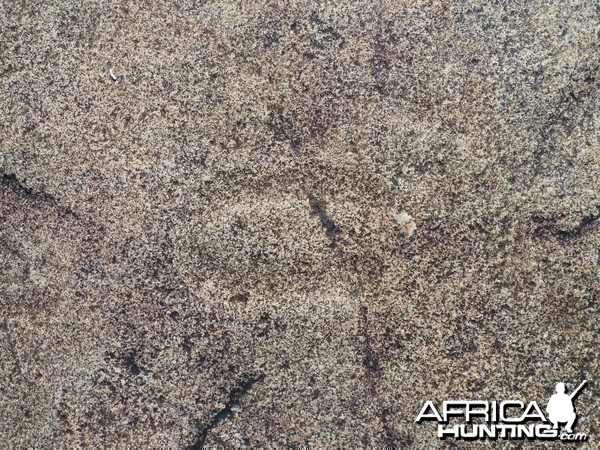 Animal tracks in the rock in Namibia