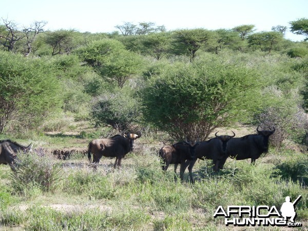 Blue Wildebeest Namibia