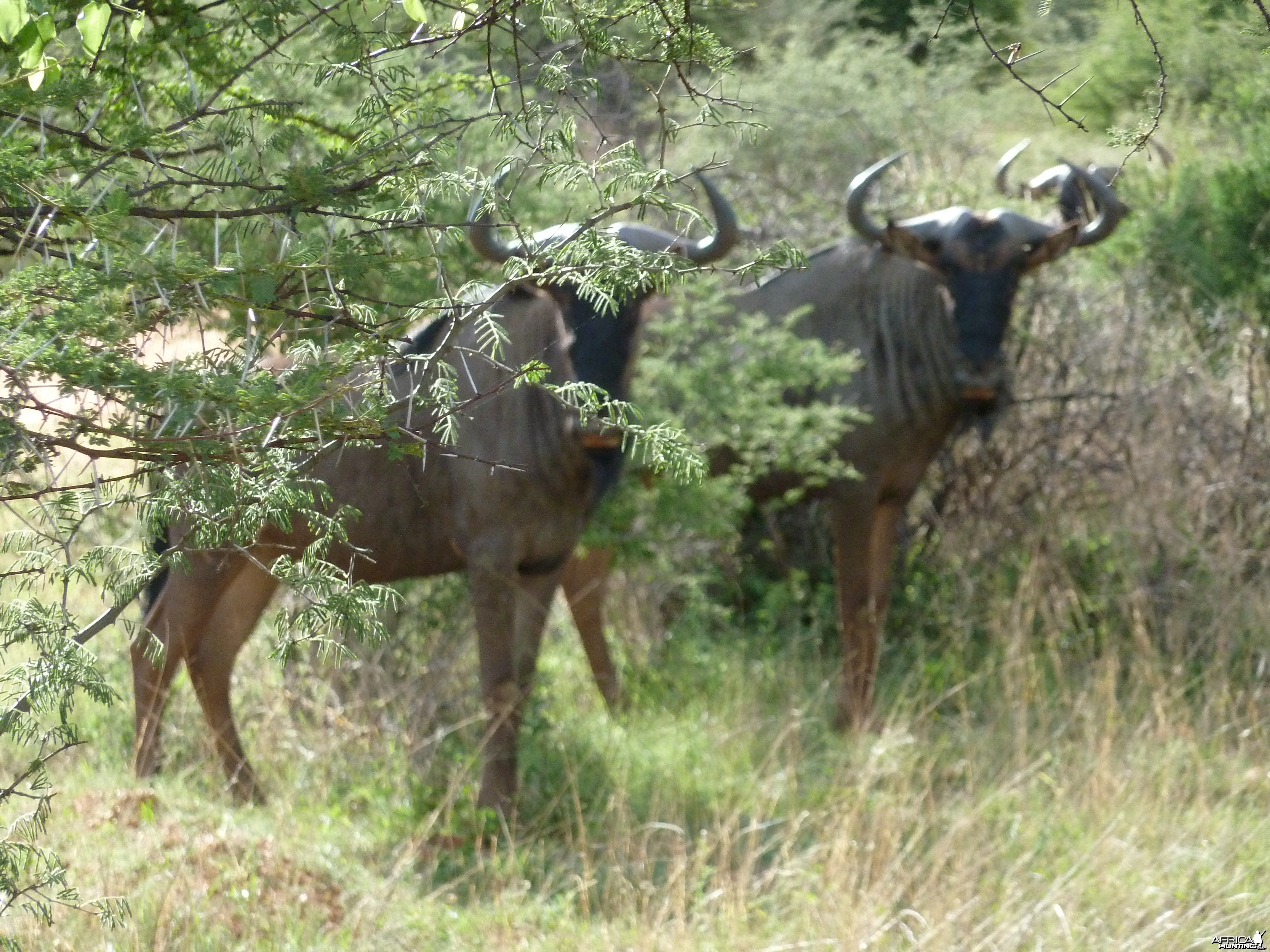 Blue Wildebeest Namibia