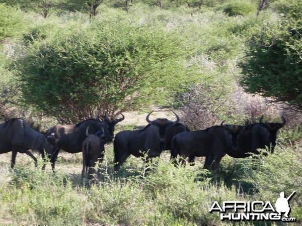 Blue Wildebeest Namibia