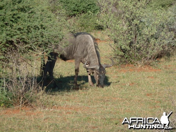 Blue Wildebeest Namibia