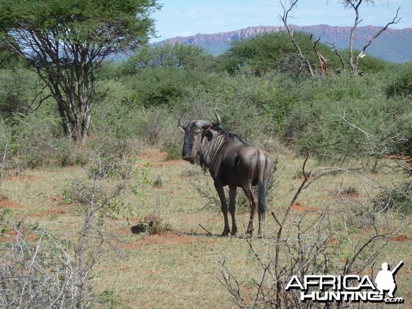 Blue Wildebeest Namibia