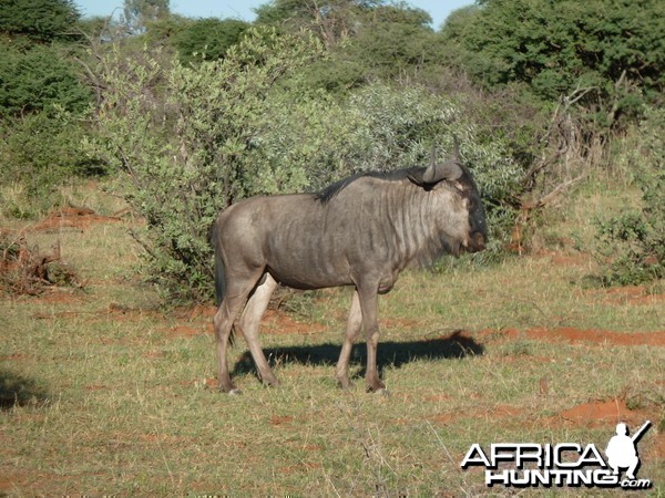 Blue Wildebeest Namibia