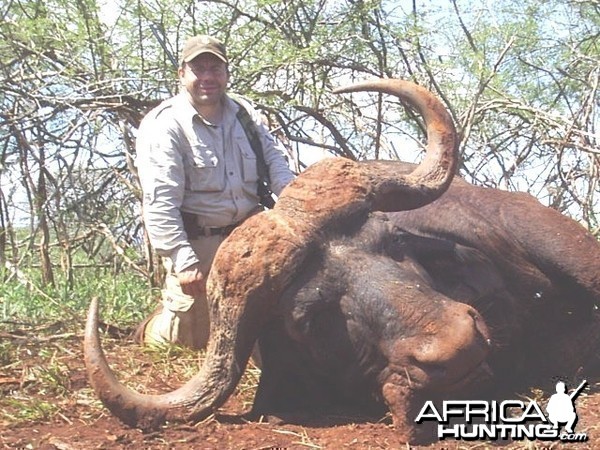 Buffalo hunted with Savanna Hunting Safaris