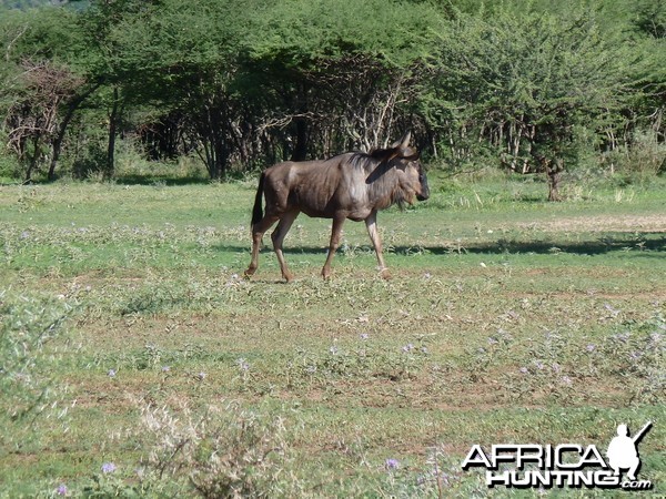 Blue Wildebeest Namibia