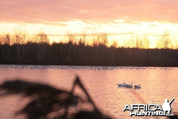 Snow geese