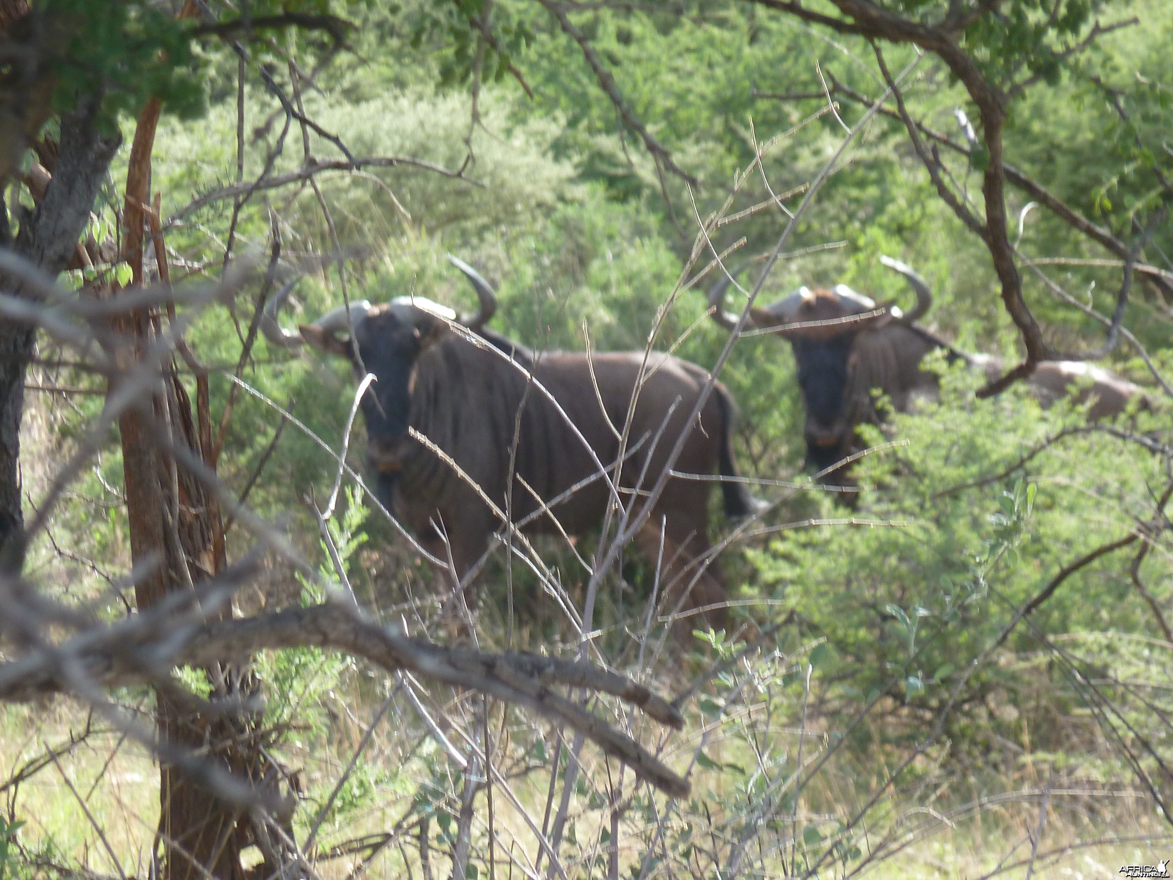Blue Wildebeest Namibia
