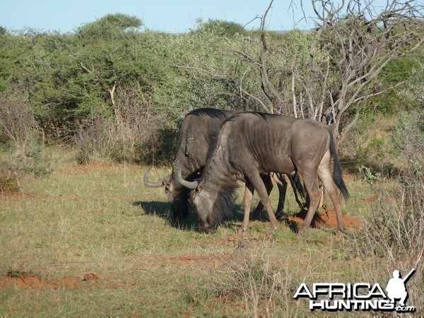 Blue Wildebeest Namibia