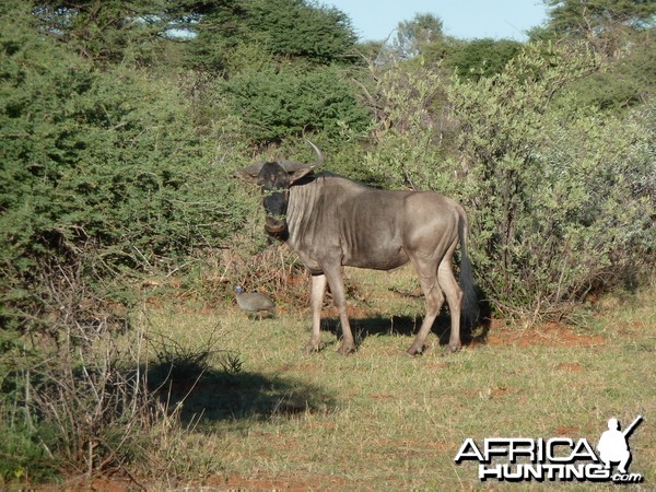 Blue Wildebeest Namibia