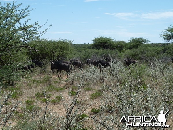 Blue Wildebeest Namibia