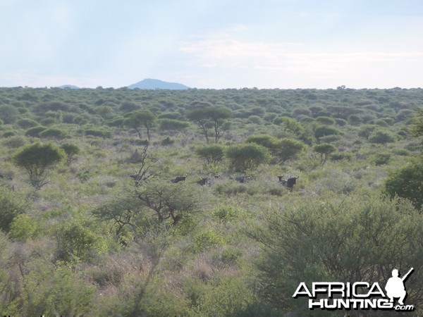 Blue Wildebeest Namibia