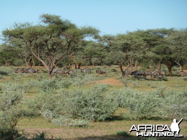 Blue Wildebeest Namibia