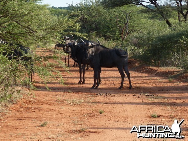 Blue Wildebeest Namibia