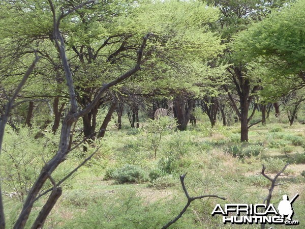 Zebra Namibia