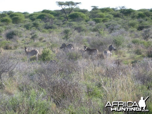 Zebra Namibia