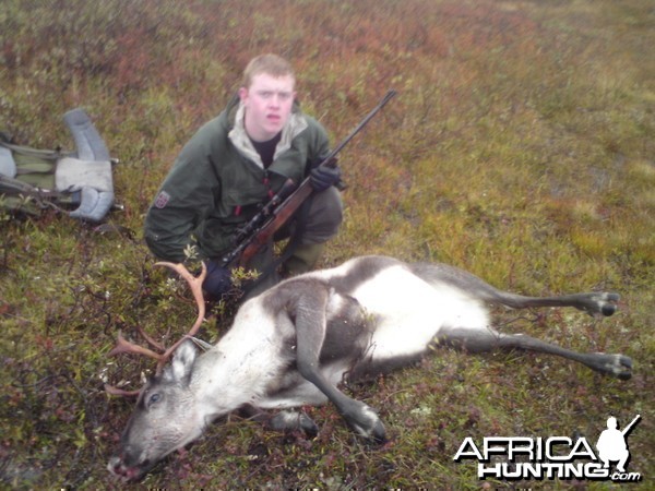 Hunting Reindeer
