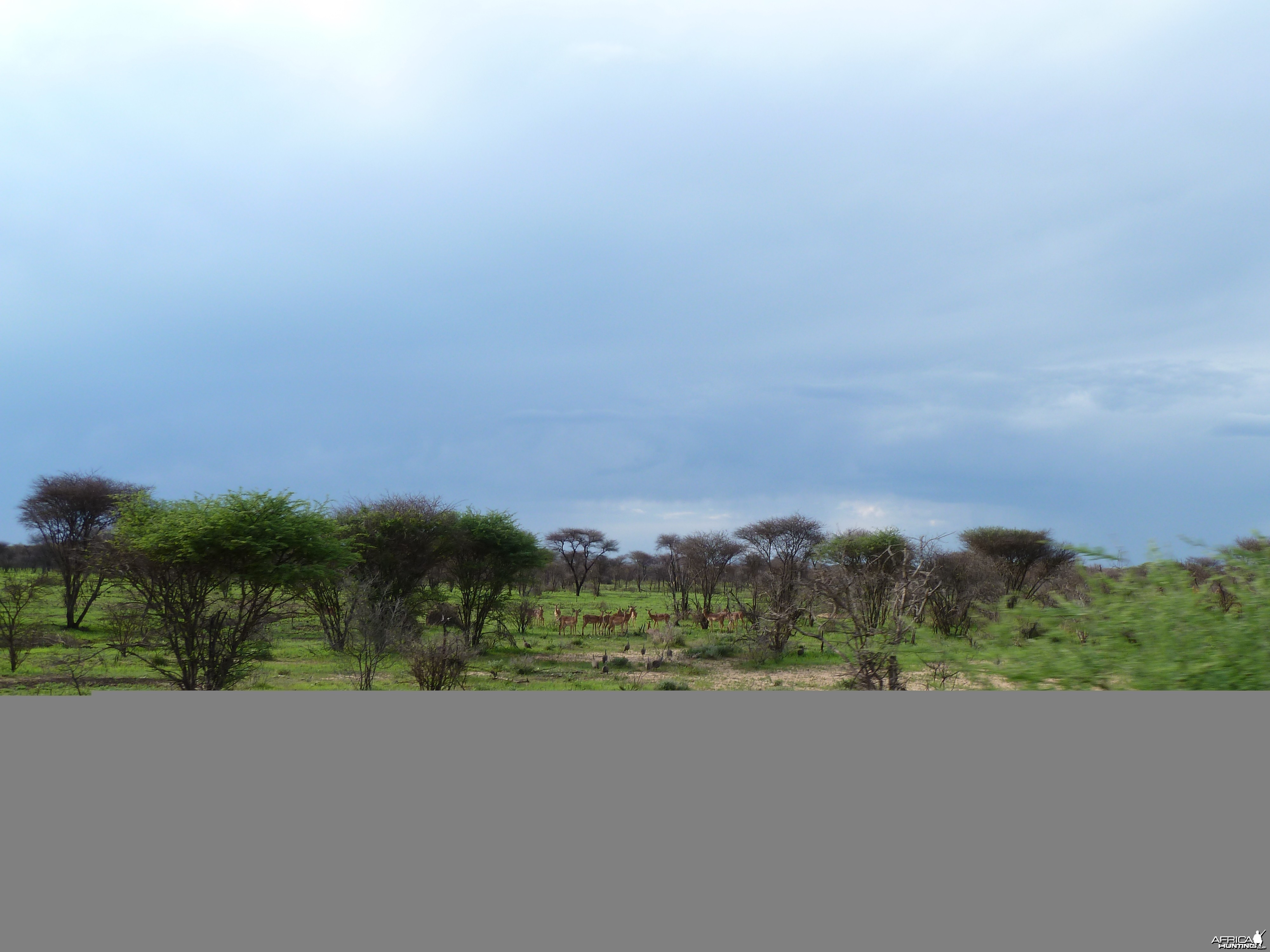 Impala Namibia