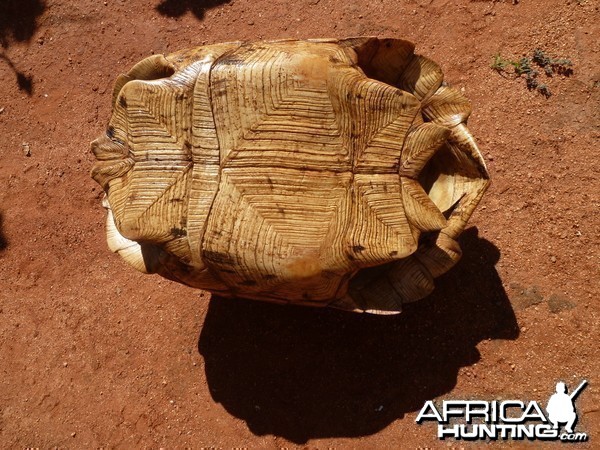 Leopard Tortoise Namibia