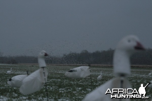 Some snow geese