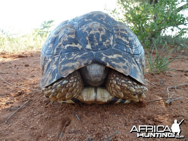 Leopard Tortoise Namibia