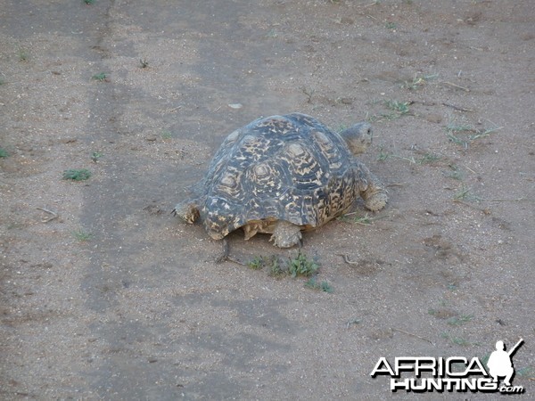 Leopard Tortoise Namibia