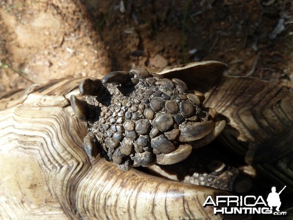 Leopard Tortoise Namibia