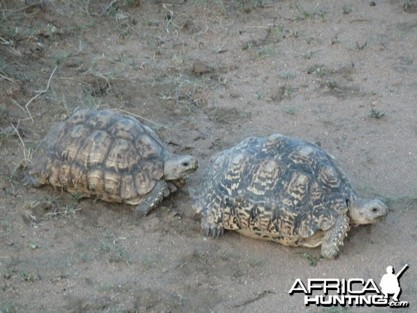 Leopard Tortoise Namibia