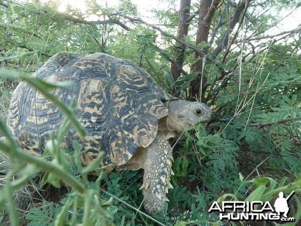 Leopard Tortoise Namibia