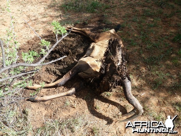 Red Hartebeest Carcass