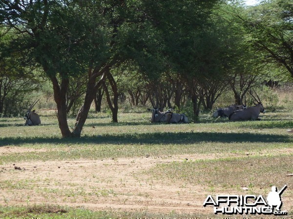 Gemsbok Namibia