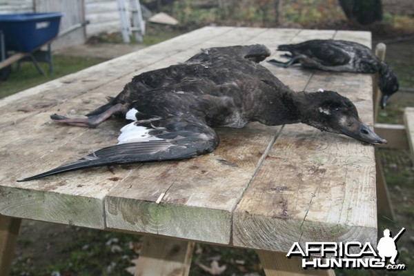 My first White-winged Scoter