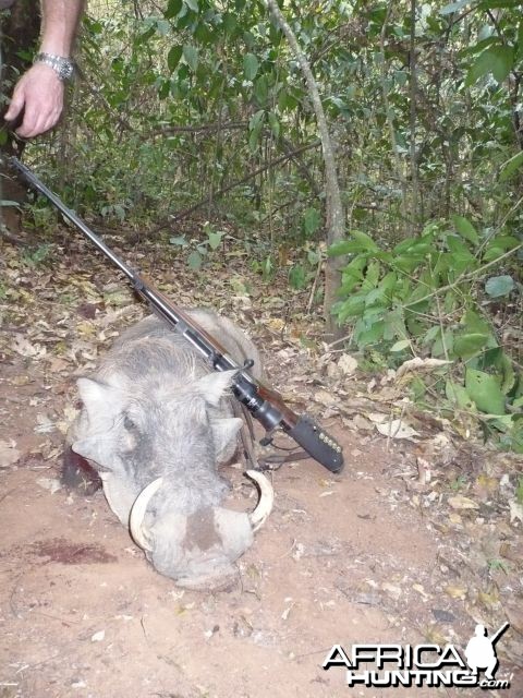 Warthog hunted with CAWA in CAR