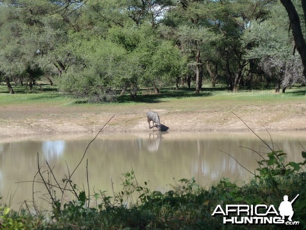 Blue Wildebeest Namibia