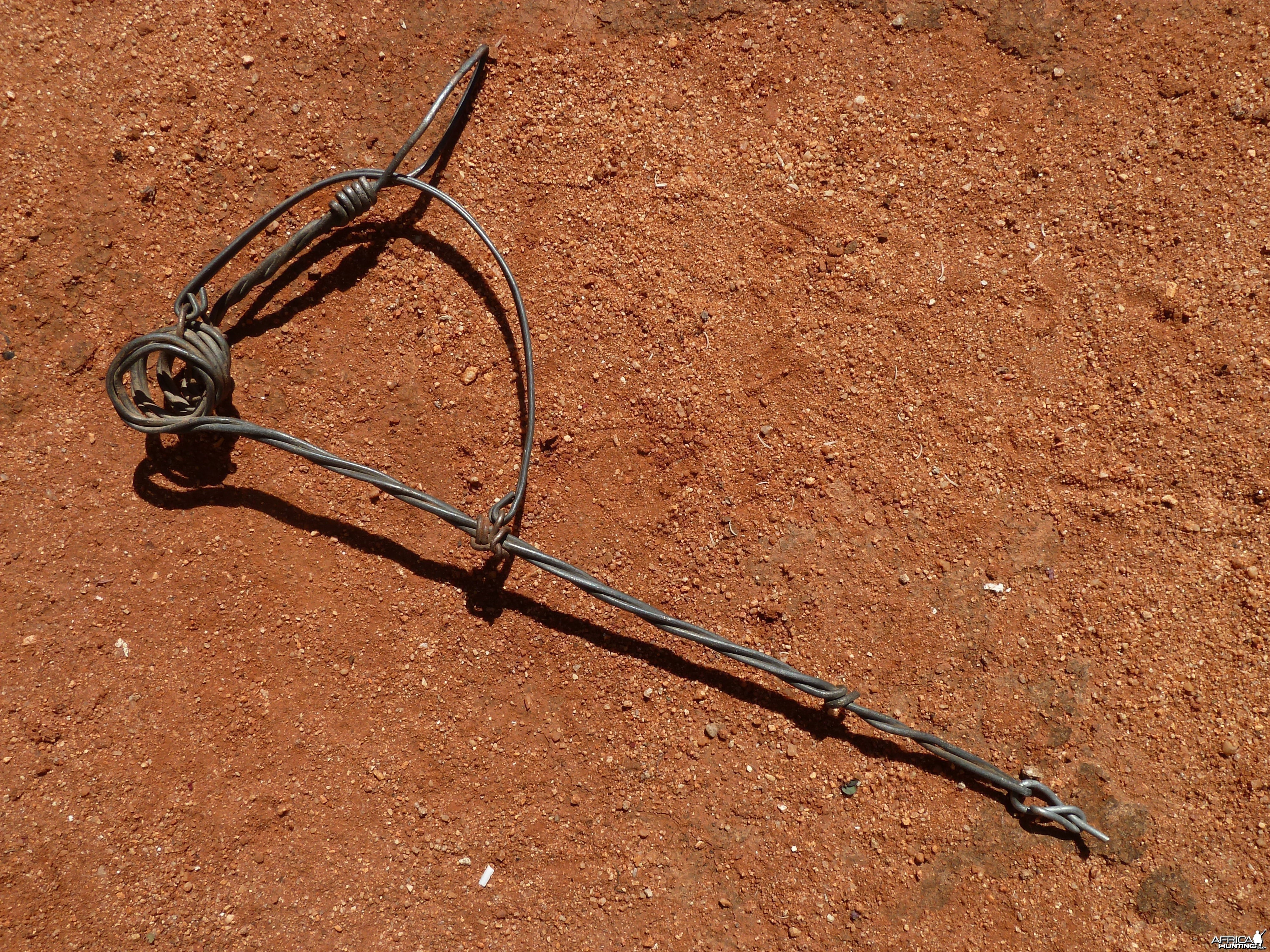 Trap made of fence wire