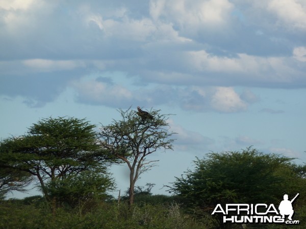 Vulture Namibia