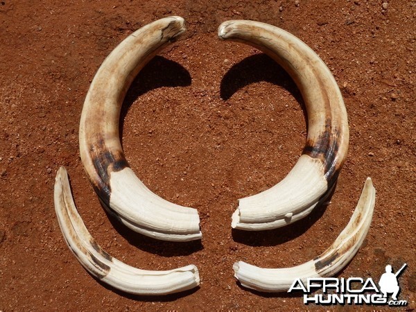 Warthog Tusks