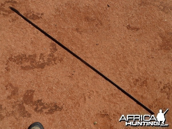 Poacher Spear Namibia