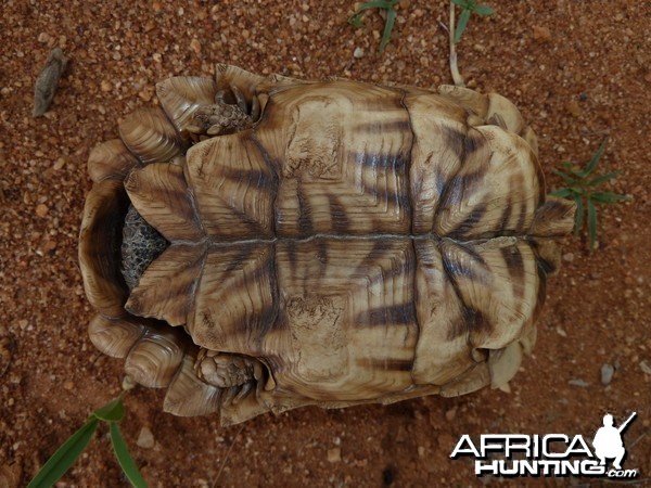 Serrated Star Tortoise Namibia