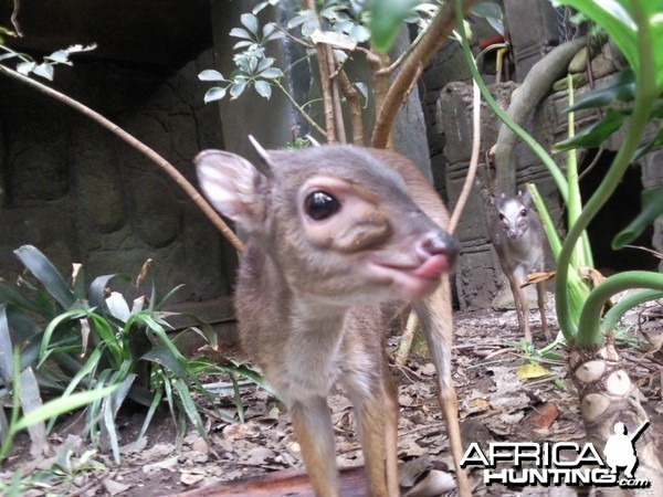 Blue Duiker